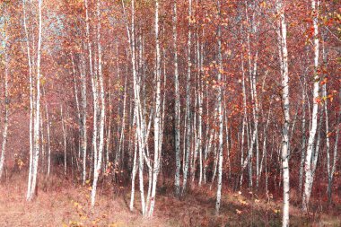  Sonbaharda huş ağaçlarıyla huş ağacının huş ağacına kabuk bağlayan güzel huş ağaçları.
