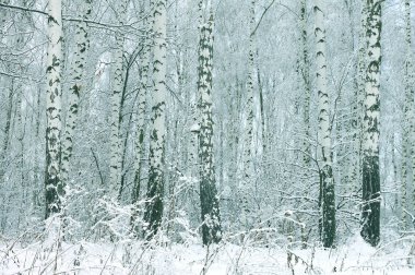 Kışın huş ağacında huş ağacı kabuğu olan siyah beyaz huş ağaçları ve diğer huş ağaçları.
