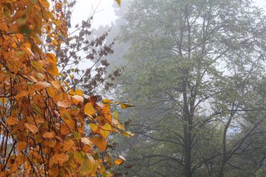 Sarı yapraklı ve sisli güzel sonbahar manzarası