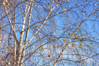 Sonbaharda huş ağaçlarıyla huş ağacının huş ağacına kabuk bağlayan güzel huş ağaçları.