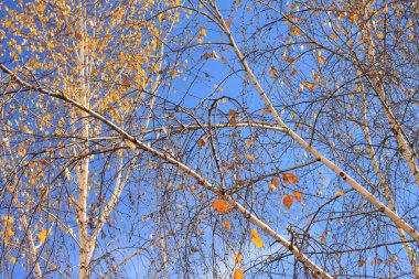  Sonbaharda huş ağaçlarıyla huş ağacının huş ağacına kabuk bağlayan güzel huş ağaçları.