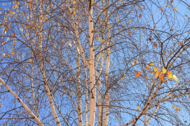  Beautiful birch trees with white birch bark in birch grove with birch leaves in autumn