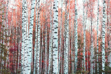  Beautiful birch trees with white birch bark in birch grove with birch leaves in autumn
