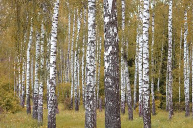  Sonbaharda huş ağaçlarıyla huş ağacının huş ağacına kabuk bağlayan güzel huş ağaçları.