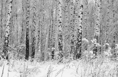 Kışın huş ağacında huş ağacı kabuğu olan siyah beyaz huş ağaçları ve diğer huş ağaçları.