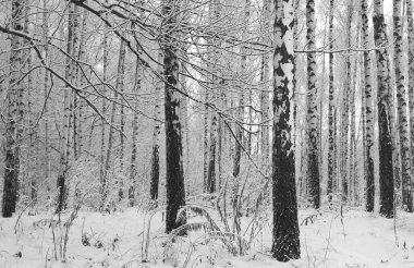 Kışın huş ağacında huş ağacı kabuğu olan siyah beyaz huş ağaçları ve diğer huş ağaçları.