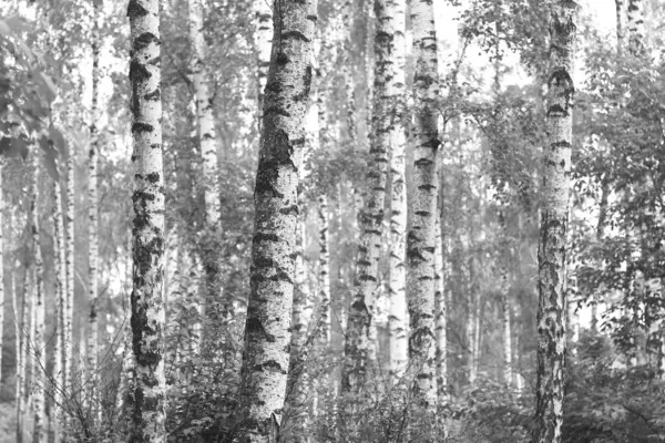 Beautiful birch trees with white birch bark in birch grove with birch leaves in autumn