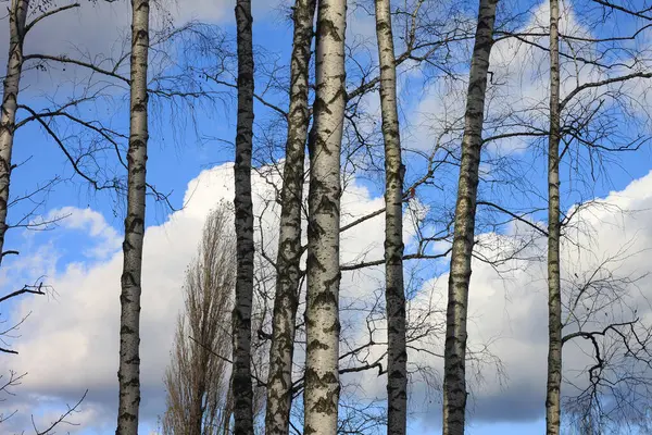Beautiful birch trees with white birch bark on birch trunks in birch grove in autumn