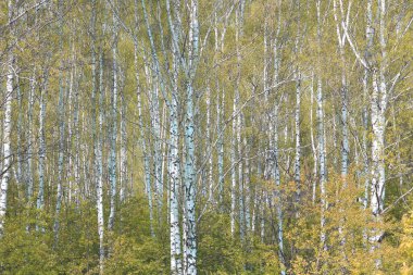 Sonbaharda huş ağacında huş ağacının gövdesinde beyaz huş kabuğu olan güzel huş ağaçları.