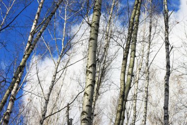 Sonbaharda huş ağacında huş ağacının gövdesinde beyaz huş kabuğu olan güzel huş ağaçları.