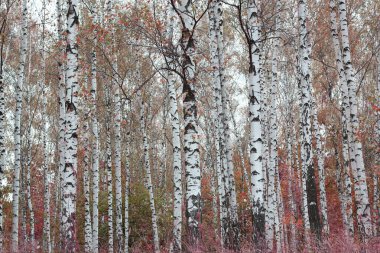 Sonbaharda huş ağacında huş ağacının gövdesinde beyaz huş kabuğu olan güzel huş ağaçları.