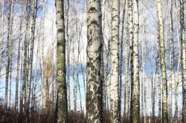 Sonbaharda huş ağacında huş ağacının gövdesinde beyaz huş kabuğu olan güzel huş ağaçları.