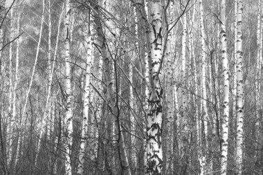 Sonbaharda huş ağacında huş ağacının gövdesinde beyaz huş kabuğu olan güzel huş ağaçları.