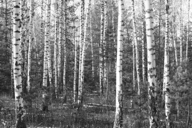 Sonbaharda huş ağacında huş ağacının gövdesinde beyaz huş kabuğu olan güzel huş ağaçları.