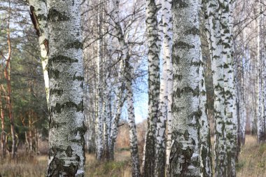 Sonbaharda huş ağacında huş ağacının gövdesinde beyaz huş kabuğu olan güzel huş ağaçları.