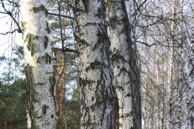 Sonbaharda huş ağacında huş ağacının gövdesinde beyaz huş kabuğu olan güzel huş ağaçları.