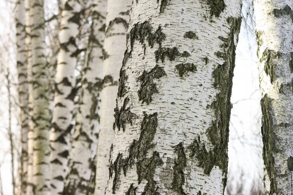 Beautiful birch trees with white birch bark on birch trunks in birch grove in autumn
