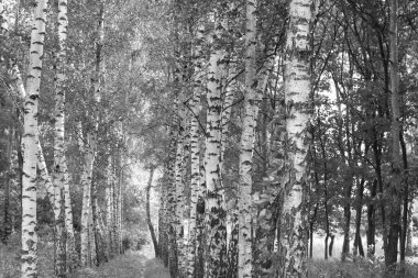 Sonbaharda huş ağacında huş ağacının gövdesinde beyaz huş kabuğu olan güzel huş ağaçları.