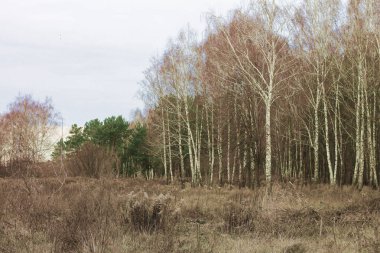 Sonbaharda huş ağacında huş ağacının gövdesinde beyaz huş kabuğu olan güzel huş ağaçları.