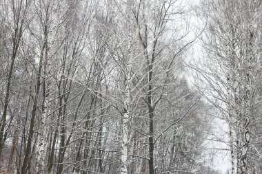 Kışın huş ağacında huş ağacı kabuğu olan siyah beyaz huş ağaçları ve diğer huş ağaçları.