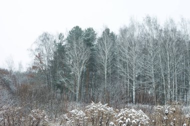 Kışın huş ağacında huş ağacı kabuğu olan siyah beyaz huş ağaçları ve diğer huş ağaçları.