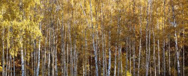 Sonbaharda huş ağacında huş ağacının gövdesinde beyaz huş kabuğu olan güzel huş ağaçları.
