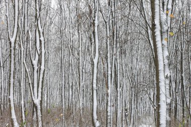 Kışın huş ağacında huş ağacı kabuğu olan siyah beyaz huş ağaçları ve diğer huş ağaçları.