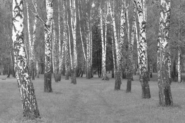 Sonbaharda huş ağacında huş ağacının gövdesinde beyaz huş kabuğu olan güzel huş ağaçları.