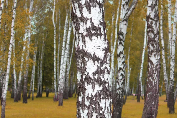 Sonbaharda huş ağacında huş ağacının gövdesinde beyaz huş kabuğu olan güzel huş ağaçları.