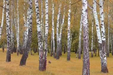 Sonbaharda huş ağacında huş ağacının gövdesinde beyaz huş kabuğu olan güzel huş ağaçları.
