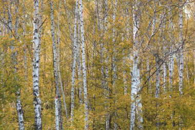 Sonbaharda huş ağacında huş ağacının gövdesinde beyaz huş kabuğu olan güzel huş ağaçları.