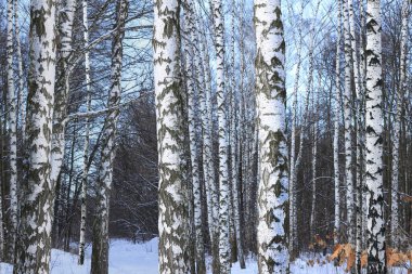 Kışın huş ağacında huş ağacı kabuğu olan siyah beyaz huş ağaçları ve diğer huş ağaçları.