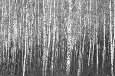 Sonbaharda huş ağacında huş ağacının gövdesinde beyaz huş kabuğu olan güzel huş ağaçları.