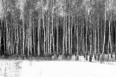 Kışın huş ağacında huş ağacı kabuğu olan siyah beyaz huş ağaçları ve diğer huş ağaçları.