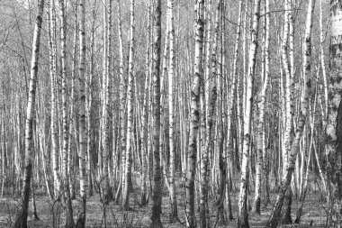Sonbaharda huş ağacında huş ağacının gövdesinde beyaz huş kabuğu olan güzel huş ağaçları.