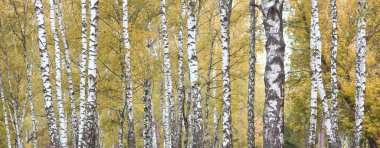 Sonbaharda huş ağacında huş ağacının gövdesinde beyaz huş kabuğu olan güzel huş ağaçları.