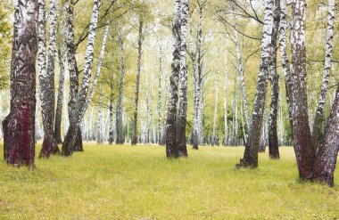 Sonbaharda huş ağacında huş ağacının gövdesinde beyaz huş kabuğu olan güzel huş ağaçları.