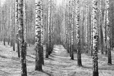 Sonbaharda huş ağacında huş ağacının gövdesinde beyaz huş kabuğu olan güzel huş ağaçları.