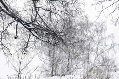 Kışın huş ağacında huş ağacı kabuğu olan siyah beyaz huş ağaçları ve diğer huş ağaçları.