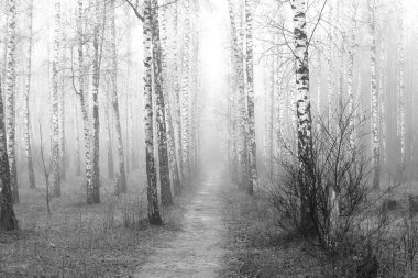 Sonbaharda huş ağacında huş ağacının gövdesinde beyaz huş kabuğu olan güzel huş ağaçları.