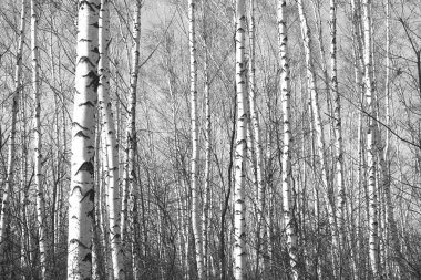 Pusula ile turizmin sembolü olarak doğal ahşap arka planda yuvarlak pusula, pusula ile seyahat ve pusula ile açık hava aktiviteleri
