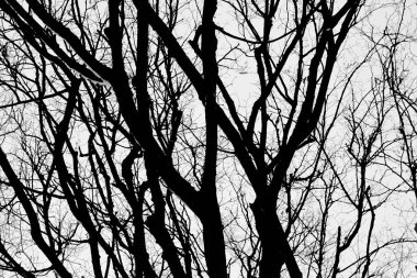 Güzel sıradışı arkaplan için soyut ağacın soyut görüntüsü