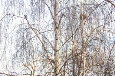 Sonbaharda huş ağacında huş ağacının gövdesinde beyaz huş kabuğu olan güzel huş ağaçları.
