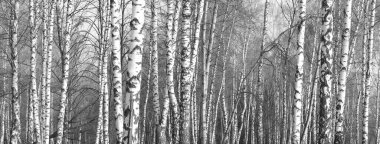 Sonbaharda huş ağacında huş ağacının gövdesinde beyaz huş kabuğu olan güzel huş ağaçları.