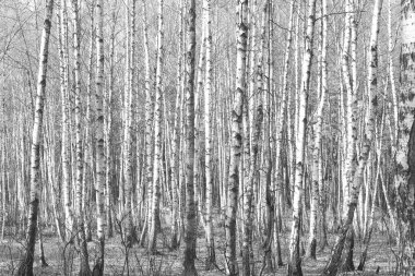 Sonbaharda huş ağacında huş ağacının gövdesinde beyaz huş kabuğu olan güzel huş ağaçları.