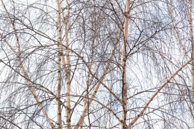 Sonbaharda huş ağacında huş ağacının gövdesinde beyaz huş kabuğu olan güzel huş ağaçları.