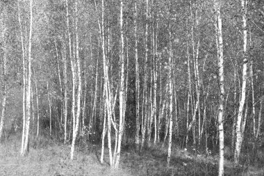 Sonbaharda huş ağacında huş ağacının gövdesinde beyaz huş kabuğu olan güzel huş ağaçları.