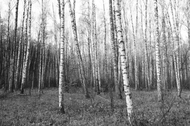 Sonbaharda huş ağacında huş ağacının gövdesinde beyaz huş kabuğu olan güzel huş ağaçları.