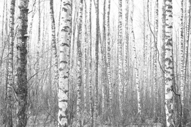 Sonbaharda huş ağacında huş ağacının gövdesinde beyaz huş kabuğu olan güzel huş ağaçları.