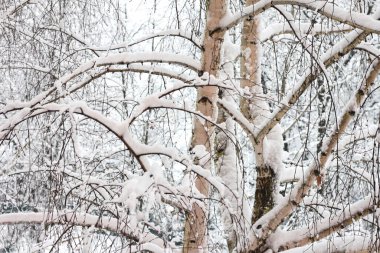 Kışın huş ağacında huş ağacı kabuğu olan siyah beyaz huş ağaçları ve diğer huş ağaçları.